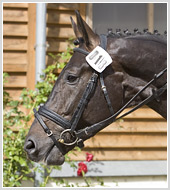 Фотосъемка спортивной лошади для Argo Rus