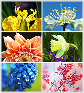 Новые "Цветы" в нашем фотобанке