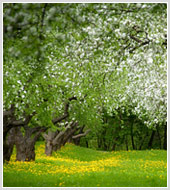 Фотографии весенних парков и цветов в фотобанке "Текарт"