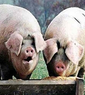 Маркетинговое исследование российского рынка кормовых аминокислот (вер.4)