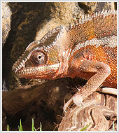 Фотосъемка  экзотических животных в террариумах для компании  "Велесанс"